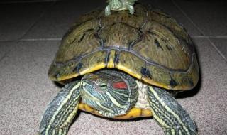 密西西比红耳龟怎么分公母